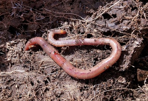 Kompostieren mit Würmern