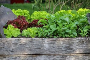 Hochbeete - frisches Gemüse aus dem eigenen Garten oder Balkon